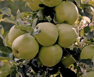 20120825_-fruit_4439-apply-memory